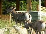 animali liberi p