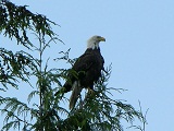 aquila p