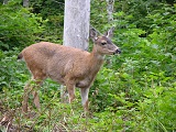 cerbiatto amichevole p
