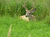 cerbiatto p