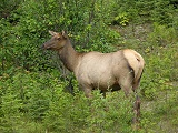 cervo p