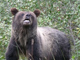 ecco il grizzly p