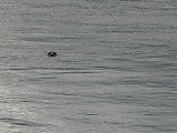foca p