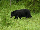 orso p