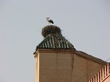 animali p