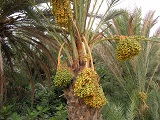 Datteri p