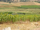 piacevole sprpresa p