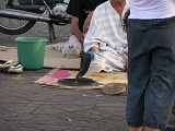 vita in piazza p